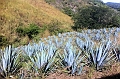 Mexico 251